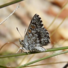 Lucia limbaria (Chequered Copper) at Mount Taylor - 27 Dec 2020 by MatthewFrawley