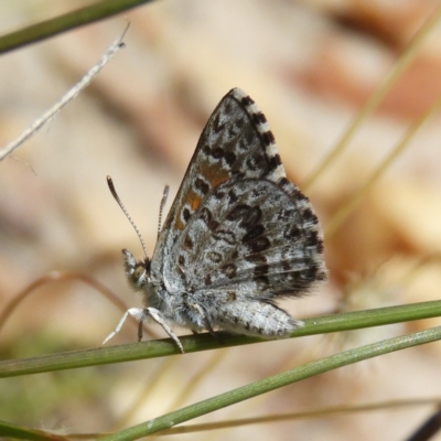 Lucia limbaria (Chequered Copper) at Mount Taylor - 27 Dec 2020 by MatthewFrawley