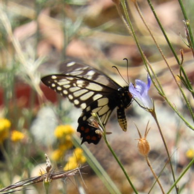 Papilio anactus (Dainty Swallowtail) at Mount Taylor - 27 Dec 2020 by MatthewFrawley