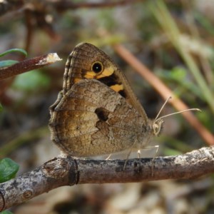 Geitoneura klugii at Tuggeranong DC, ACT - 27 Dec 2020