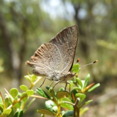 Paralucia pyrodiscus (Fiery Copper) at Tuggeranong DC, ACT - 27 Dec 2020 by MatthewFrawley