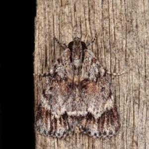 Spectrotrota fimbrialis at Melba, ACT - 13 Dec 2020 11:13 PM