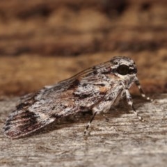 Spectrotrota fimbrialis at Melba, ACT - 13 Dec 2020 11:13 PM