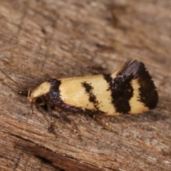 Olbonoma triptycha at Melba, ACT - 13 Dec 2020 11:17 PM