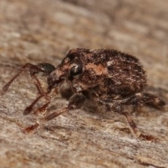 Mandalotus sp. (genus) (Unidentified Mandalotus weevil) at Melba, ACT - 13 Dec 2020 by kasiaaus