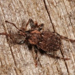 Mandalotus sp. (genus) at Melba, ACT - 13 Dec 2020