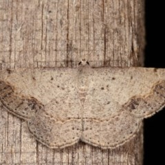 Taxeotis intextata (Looper Moth, Grey Taxeotis) at Melba, ACT - 13 Dec 2020 by kasiaaus