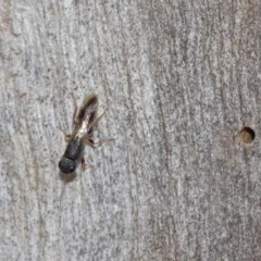 Megalyra sp. (genus) (Long-tailed wasp) at ANBG - 27 Dec 2020 by TimL