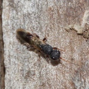 Megalyra sp. (genus) at Acton, ACT - 27 Dec 2020 12:14 PM