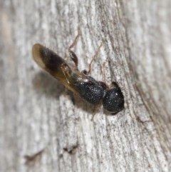 Megalyra sp. (genus) at Acton, ACT - 27 Dec 2020