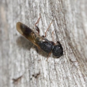 Megalyra sp. (genus) at Acton, ACT - 27 Dec 2020 12:14 PM