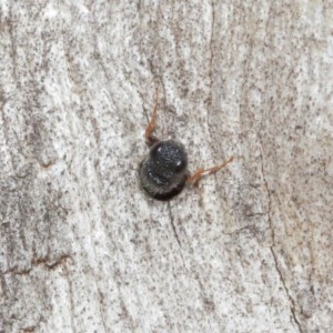 Megalyra sp. (genus) at Acton, ACT - 27 Dec 2020 12:14 PM