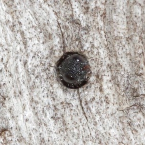 Megalyra sp. (genus) at Acton, ACT - 27 Dec 2020
