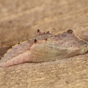 Pieris rapae at Melba, ACT - 13 Dec 2020