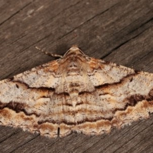 Gastrinodes bitaeniaria at Melba, ACT - 13 Dec 2020 11:29 PM