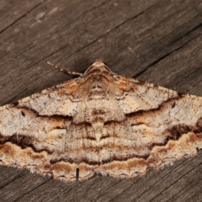 Gastrinodes bitaeniaria (Buff Bark Moth) at Melba, ACT - 13 Dec 2020 by kasiaaus