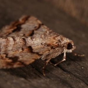 Gastrinodes bitaeniaria at Melba, ACT - 13 Dec 2020 11:29 PM