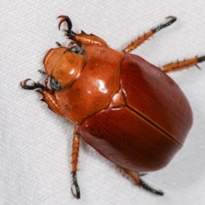 Anoplognathus sp. (genus) at Melba, ACT - 13 Dec 2020 11:37 PM