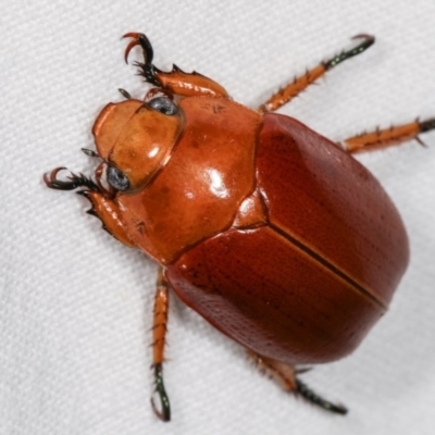 Anoplognathus sp. (genus) (Unidentified Christmas beetle) at Melba, ACT - 13 Dec 2020 by kasiaaus