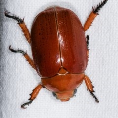 Anoplognathus sp. (genus) at Melba, ACT - 13 Dec 2020 11:37 PM