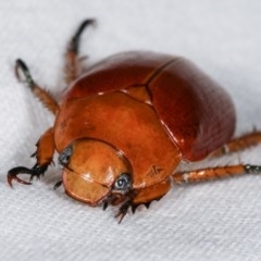 Anoplognathus sp. (genus) at Melba, ACT - 13 Dec 2020