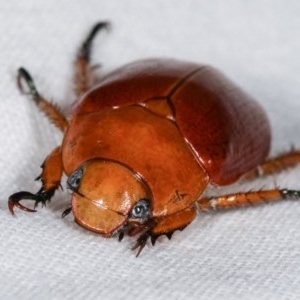 Anoplognathus sp. (genus) at Melba, ACT - 13 Dec 2020 11:37 PM