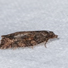 Acropolitis ergophora (A tortrix or leafroller moth) at Melba, ACT - 13 Dec 2020 by kasiaaus