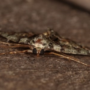 Aeolochroma metarhodata at Melba, ACT - 13 Dec 2020 11:49 PM