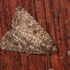 Hypoperigea tonsa (A Noctuid moth (Acronictinae) at Melba, ACT - 13 Dec 2020 by kasiaaus