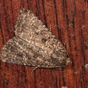 Hypoperigea tonsa at Melba, ACT - 13 Dec 2020 11:50 PM