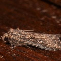 Hypoperigea tonsa at Melba, ACT - 13 Dec 2020 11:50 PM