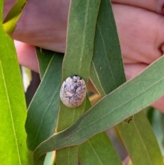 Trachymela sp. (genus) (Brown button beetle) at Murrumbateman, NSW - 28 Dec 2020 by SimoneC