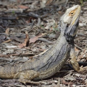 Pogona barbata at Acton, ACT - suppressed