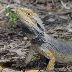 Pogona barbata at Acton, ACT - suppressed