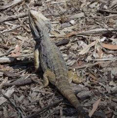 Pogona barbata at Acton, ACT - suppressed