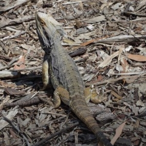 Pogona barbata at Acton, ACT - suppressed