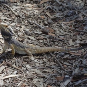 Pogona barbata at Acton, ACT - suppressed