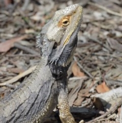 Pogona barbata at Acton, ACT - suppressed