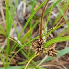 Carex inversa (Knob Sedge) at Bass Gardens Park, Griffith - 28 Dec 2020 by SRoss