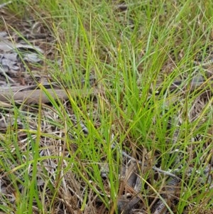 Carex inversa at Griffith, ACT - 28 Dec 2020