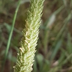 Phalaris aquatica (Phalaris, Australian Canary Grass) at Griffith, ACT - 28 Dec 2020 by SRoss