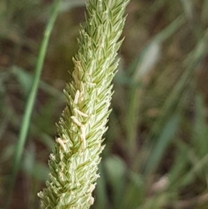 Phalaris aquatica at Griffith, ACT - 28 Dec 2020 05:50 PM