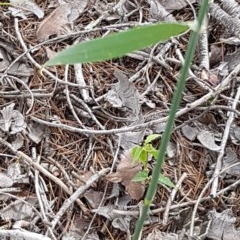 Phalaris aquatica at Griffith, ACT - 28 Dec 2020