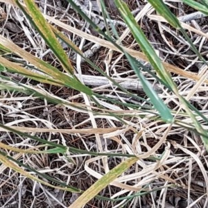 Phalaris aquatica at Griffith, ACT - 28 Dec 2020