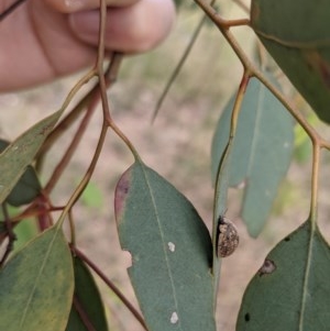 Trachymela sp. (genus) at Kenny, ACT - 27 Dec 2020