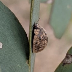 Trachymela sp. (genus) at Kenny, ACT - 27 Dec 2020