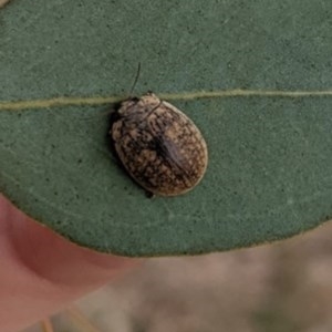 Trachymela sp. (genus) at Kenny, ACT - 27 Dec 2020