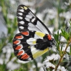 Delias aganippe (Spotted Jezebel) at Tidbinbilla Nature Reserve - 28 Dec 2020 by JohnBundock