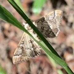 Nacoleia rhoeoalis (A Crambid moth (Spilomelinae) at Murrumbateman, NSW - 28 Dec 2020 by SimoneC