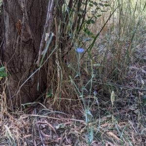 Cichorium intybus at McKellar, ACT - 27 Dec 2020